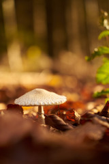 Mushroom covered with leaves
