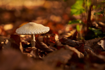 Mushroom through the colors of autumn