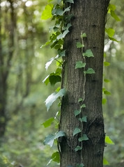 Obraz premium Edera in foglie -Pianta rampicante su tronco d'albero