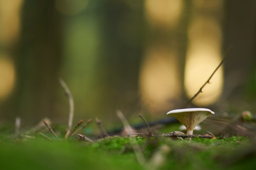 A beautiful mushrooms developed, in the forest