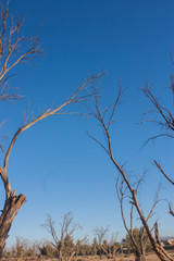 trees died of drought in a dry climate