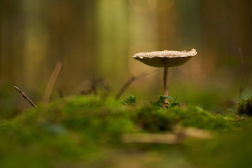 Fungus isolated from the rest of the photo