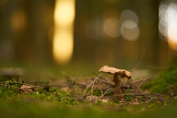Forest mushroom with a wonderful bokeh in the background