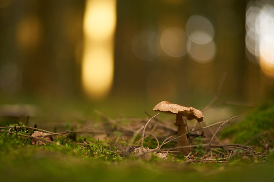 Forest mushroom with a wonderful bokeh in the background
