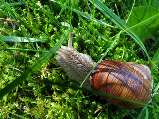 snail on grass