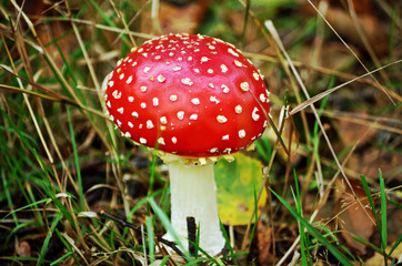 top of a fly agaric