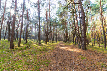 Obraz premium Autumn forest landscape, trees in park on sunny day