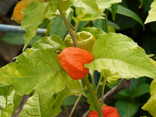 (Physalis alkekengi) Alkékenges ou Coquerets alkékenges au calice rouge orangé dont la forme...