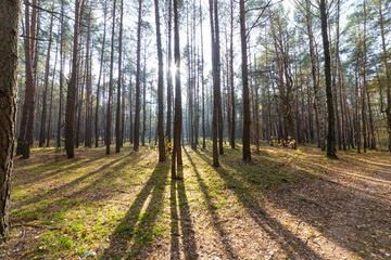 Autumn forest landscape, trees in park on sunny day