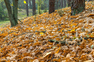 Góry Łańcuchowe jesień liście