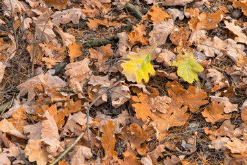 liście dąb jesień © rpetryk