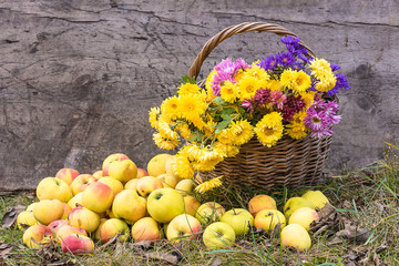 Beautiful autumn composition with bunch of yellow mums and ripe apples
