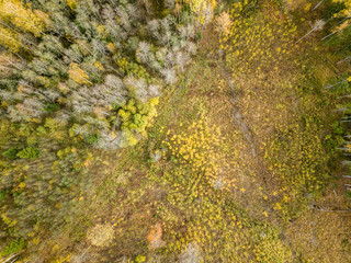 autumn orange and green colored leaf tree forest from above. drone image