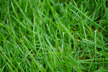 Gras