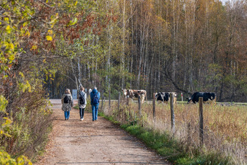 spacer krowy las łąka © rpetryk