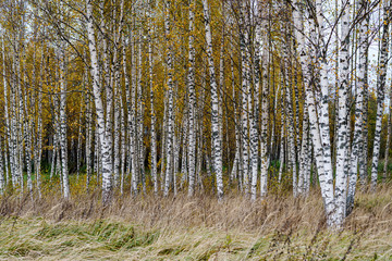 naked birch aspen trees in autumn forest woth some orange leaves left