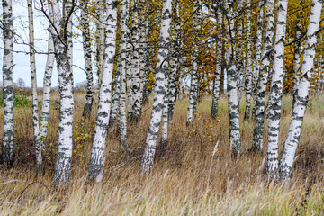 Fototapeta premium naked birch aspen trees in autumn forest woth some orange leaves left