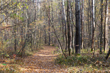 Autumn forest landscape, trees in park on sunny day