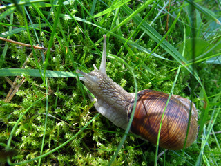 snail on the grass