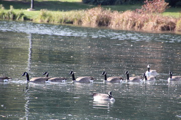 Line Of Geese, William Hawrelak Park, Edmonton, Alberta