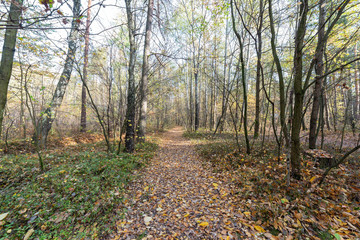 Autumn forest landscape, trees in park on sunny day