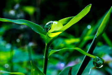 葉の器に水滴