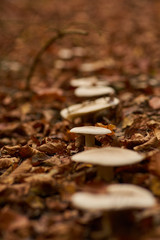 A  line of mushrooms in the forest