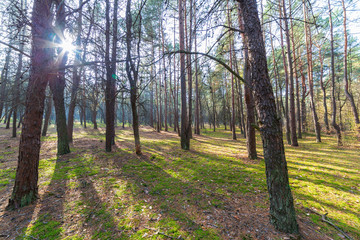 Autumn forest landscape, trees in park on sunny day