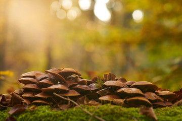 Mushrooms grown on a tree trunk with extraordinary light in the background