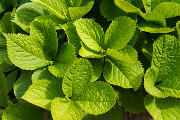 Chloranthus japonicus or nigrina spicata green plant background
