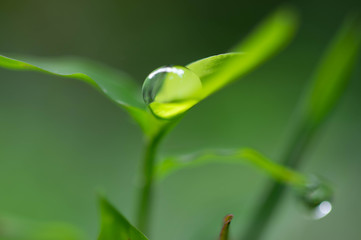 葉の器に水滴２