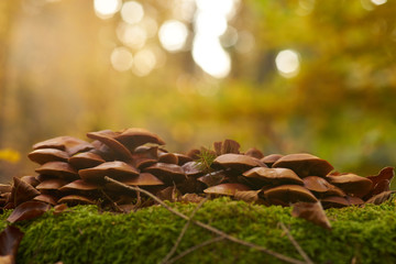 A small family of mushrooms in the light of the sunrise