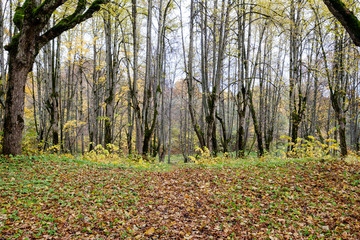 naked trees in autumn forest woth some orange leaves left