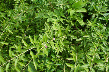 Lycium barbarum or chinese wolfberry green plant background
