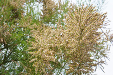 Tamarix gracilis or tamarisk plant