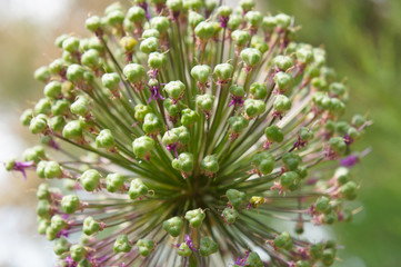 allium altissimum goliath ornamental onion plant