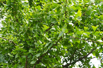 Fototapeta na wymiar Ginkgo biloba or ginkgo green foliage tree