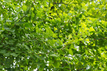 Fototapeta na wymiar Ginkgo biloba or ginkgo green foliage background