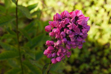 Phlox paniculata butonik purple flowers close up 