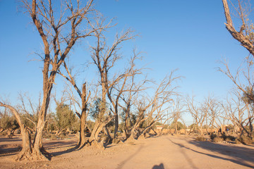 trees died of drought in a dry climate