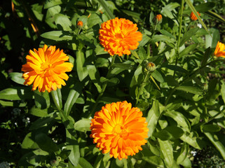 Calendula officinalis or pot marigold orange flowers with green