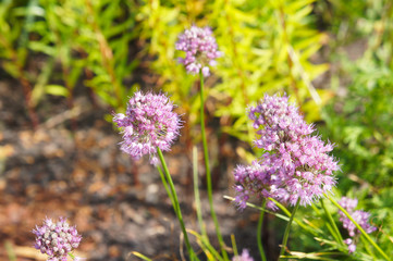 Allium pallasii wild onion purple flowers