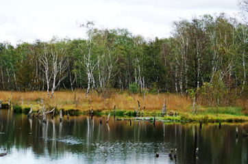dead trees in a bog lake