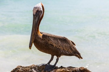 Pelican sitting on rock. Turquoise water and blue sky background. Caribbean. Aruba.Amazing nature background.