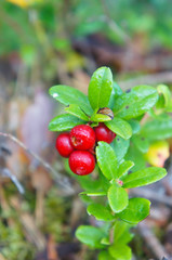 Red bilberries or european blueberries cowberry or foxberry  berries vertical