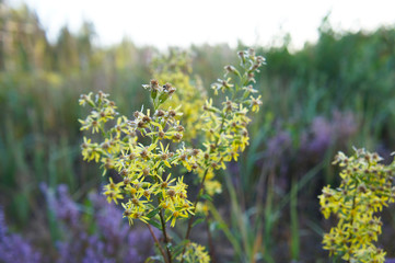 solidago virgaurea european goldenrod or woundwort yellow flowers