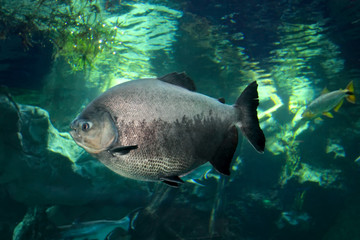 Tambaqui (Colossoma macropomum) or the giant pacu.