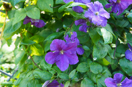 klematis victoria creeping plant with violet flowers