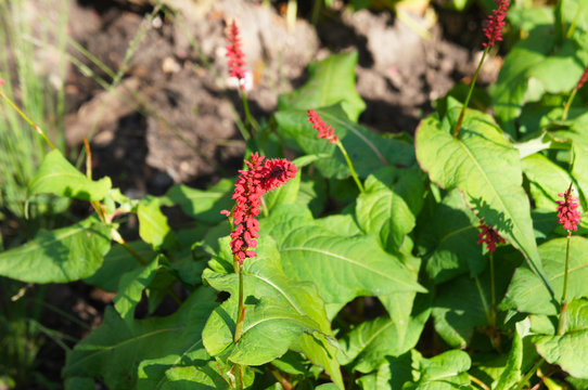 persicaria amplexicaulis js caliente smartweeds plant