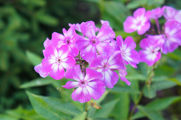 Phlox paniculata laura purple flowers with white core